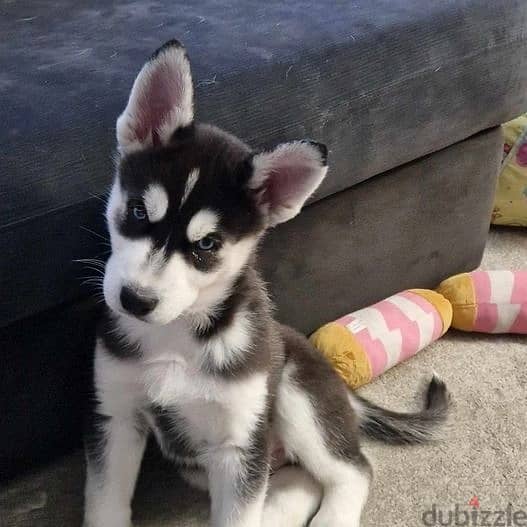 Whatsapp Me +966588993320 Siberian Husky Puppies 0