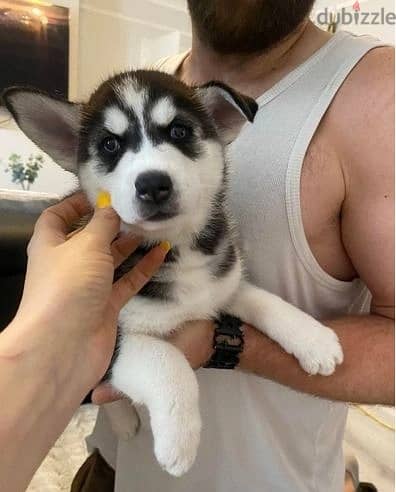 Whatsapp Me +966588993320 Siberian Husky Puppies 1