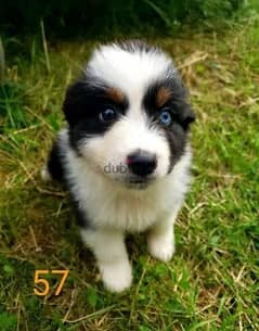 Whatsapp Me +972555074990 Australian Shepherd Puppies 0