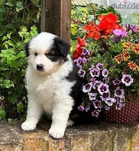 Whatsapp Me +972555074990 Australian Shepherd Puppies 1