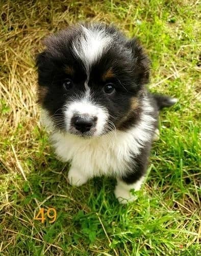 Whatsapp Me +972555074990 Australian Shepherd Puppies 1