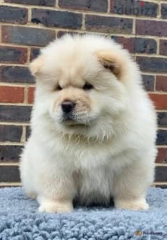 Whatsapp Me +966583921348 Chow Chow Puppies 0