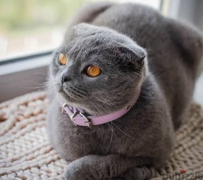 beautiful British short Hair