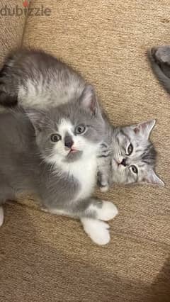 kittens