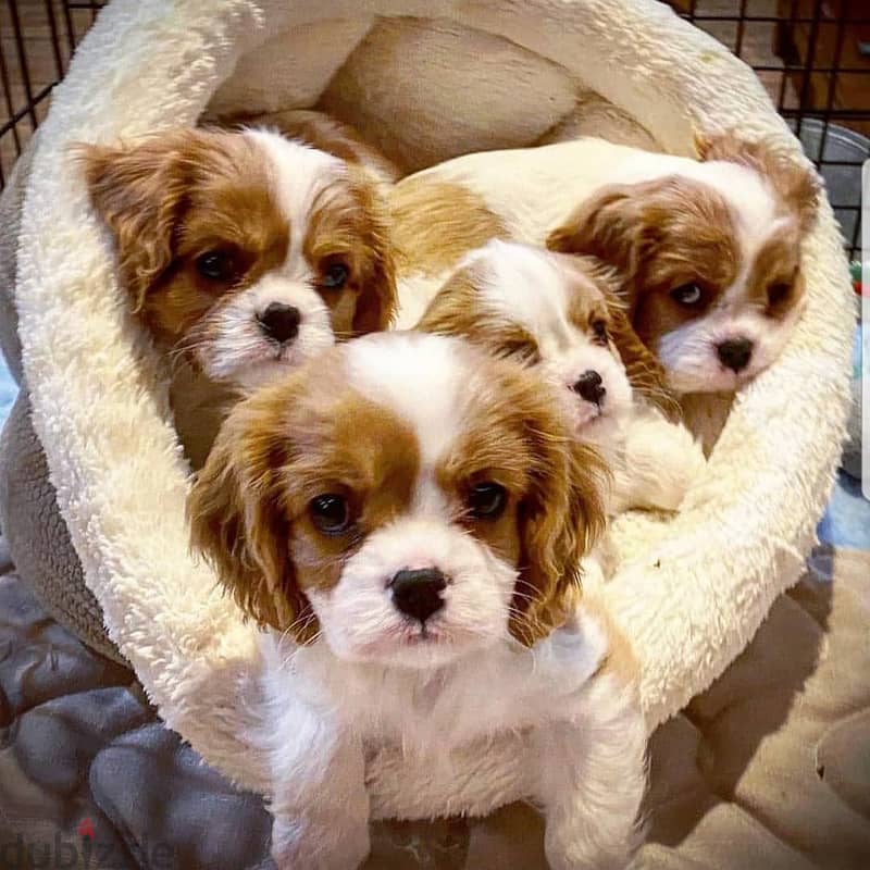 The Cavalier King Charles Spaniel 0