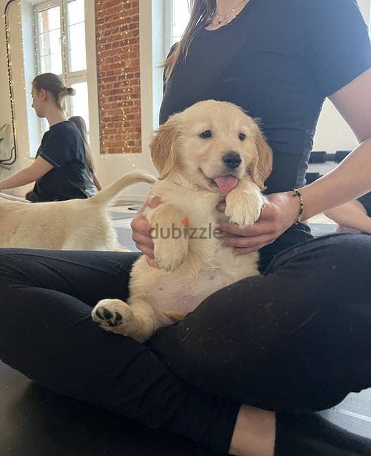 Golden Retriever puppies 1