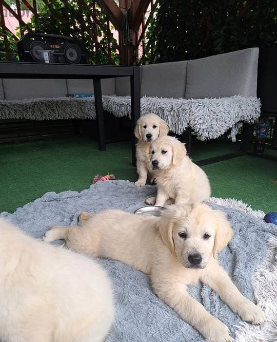 Golden Retriever puppies 2