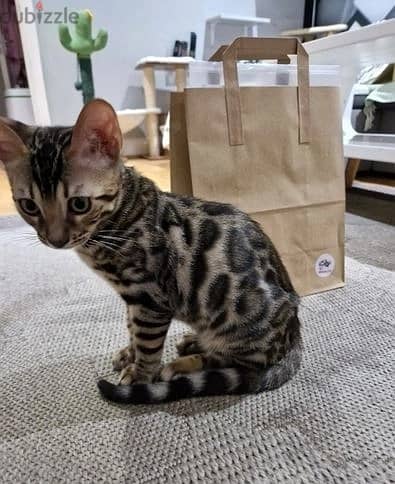 Whatsapp Me +972555074990 Bengal Cats 0