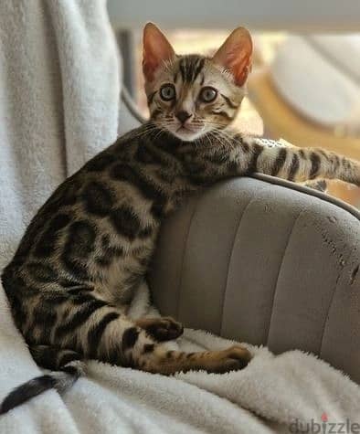 Whatsapp Me +972555074990 Bengal Cats 1