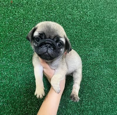 Pug puppies for sale.