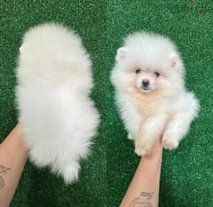 Female PoMeranian for sale