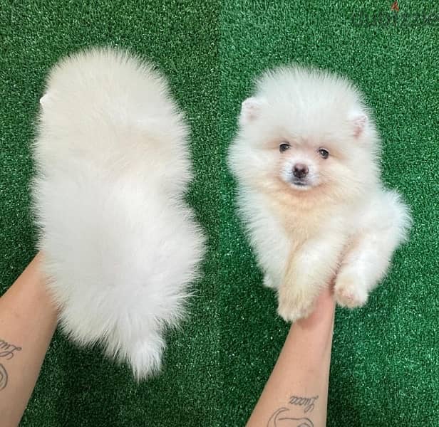 Female PoMeranian for sale 0