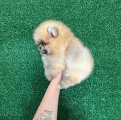 Cream Female Pomeranian