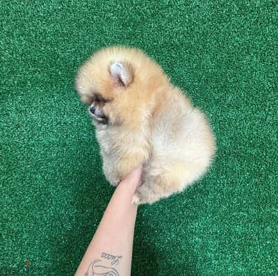 Cream Female Pomeranian. . WhatsApp me ‪+19087684279‬