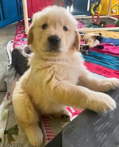 Golden retriever for sale