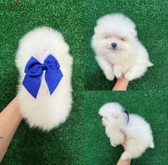 White Pomeranian for sale 0