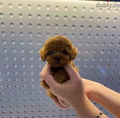 Tea cup PooDle puppy for sale 0