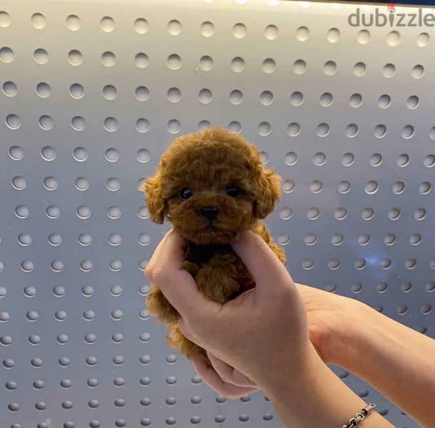 Tea cup PooDle puppy. WhatsApp me +14847189164‬ 0