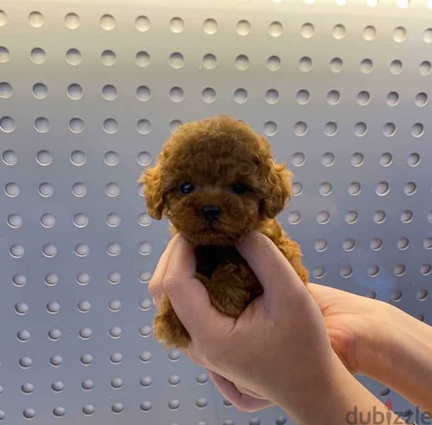 Tea cup PooDle puppy. WhatsApp me +14847189164‬ 1