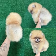 Cream Male Pomeranian