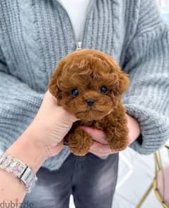 Tea Cup PooDle Male for sale 0