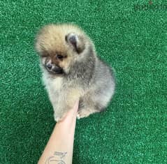 Pomeranian  puppy for sale 0