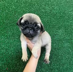 Pug puppy for sale 0