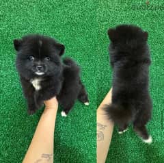 Trained Pomeranian for sale 0