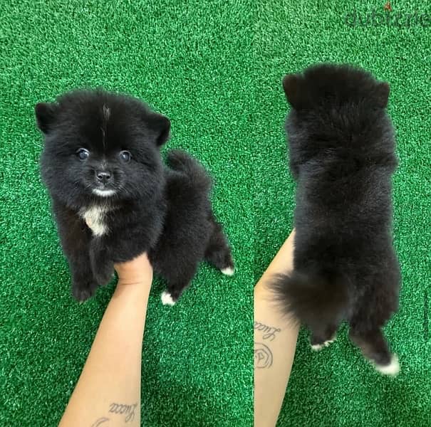 Trained Pomeranian for sale 0