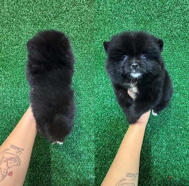 Trained Pomeranian for sale 1