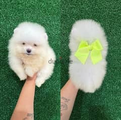 Pomeranian puppy for sale 0