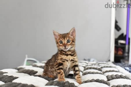 Bengal Kitten for sale. WhatsApp me +14847189164‬