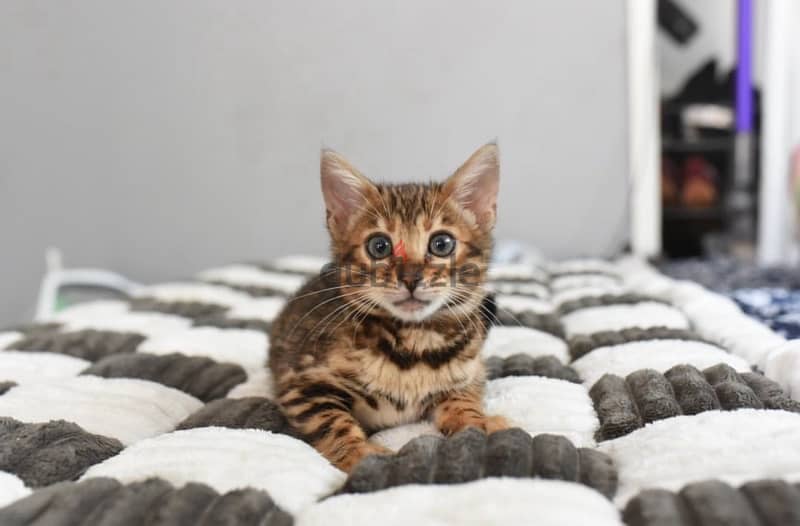 Bengal Kitten for sale 1