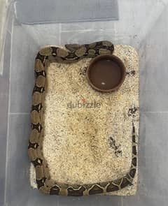 Red Tail boa snake. . WHATSAPP +1 (484),718‑9164‬