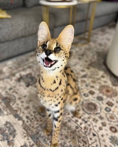 Serval cat for sale . WHATSAPP +1 (484),718‑9164‬