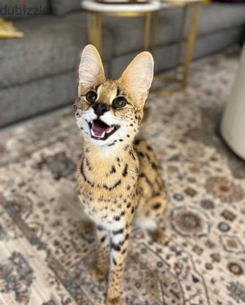 Serval cat for sale . WHATSAPP +1 (484),718‑9164‬ 0