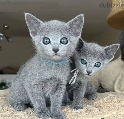 Whatsapp Me +966588993320 Rus-sian Blue Cats 1