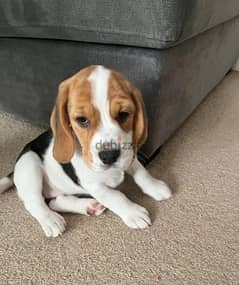 Whatsapp Me +966583921348 Beagle Puppies 0