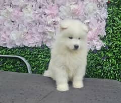 Whatsapp Me +972555074990 Samoyed Puppies