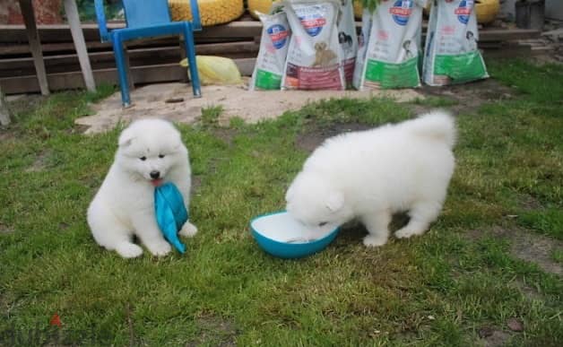 Whatsapp Me +972555074990 Samoyed Puppies 1