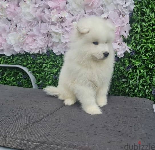 Whatsapp Me +972555074990 Samoyed Puppies 1