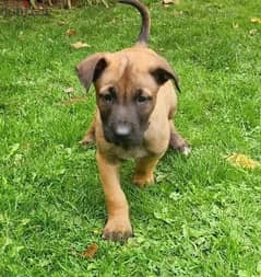 Whatsapp Me +966583921348 Belgian Malinois Puppies 0