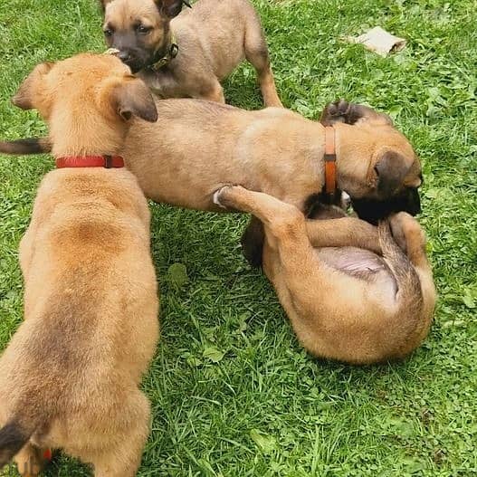 Whatsapp Me +966583921348 Belgian Malinois Puppies 1