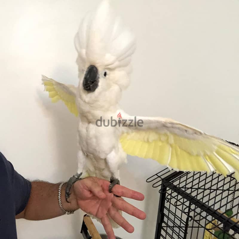 Whatsapp Me +966588993320 Umbrella Cockatoos 1