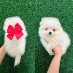 Pomeranian. WHATSAPP +1 (484),718‑9164‬