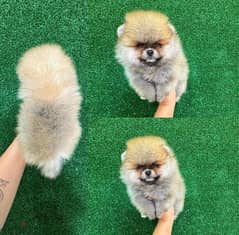 Pomeranian . . WHATSAPP +1 (484),718‑9164‬