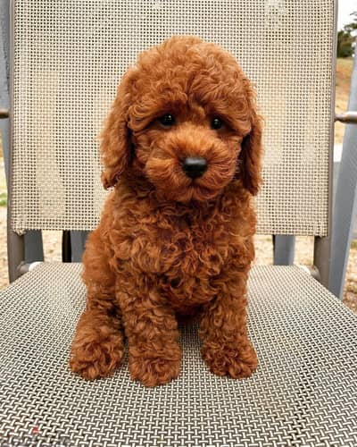 Poodle puppies available