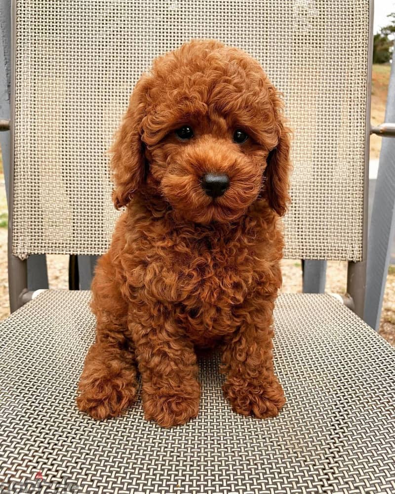 Poodle puppies available 0