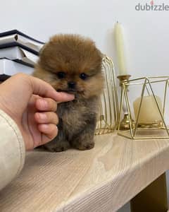 Pomeranian puppies for adoption 0