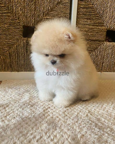 Pomeranian puppies for adoption 1